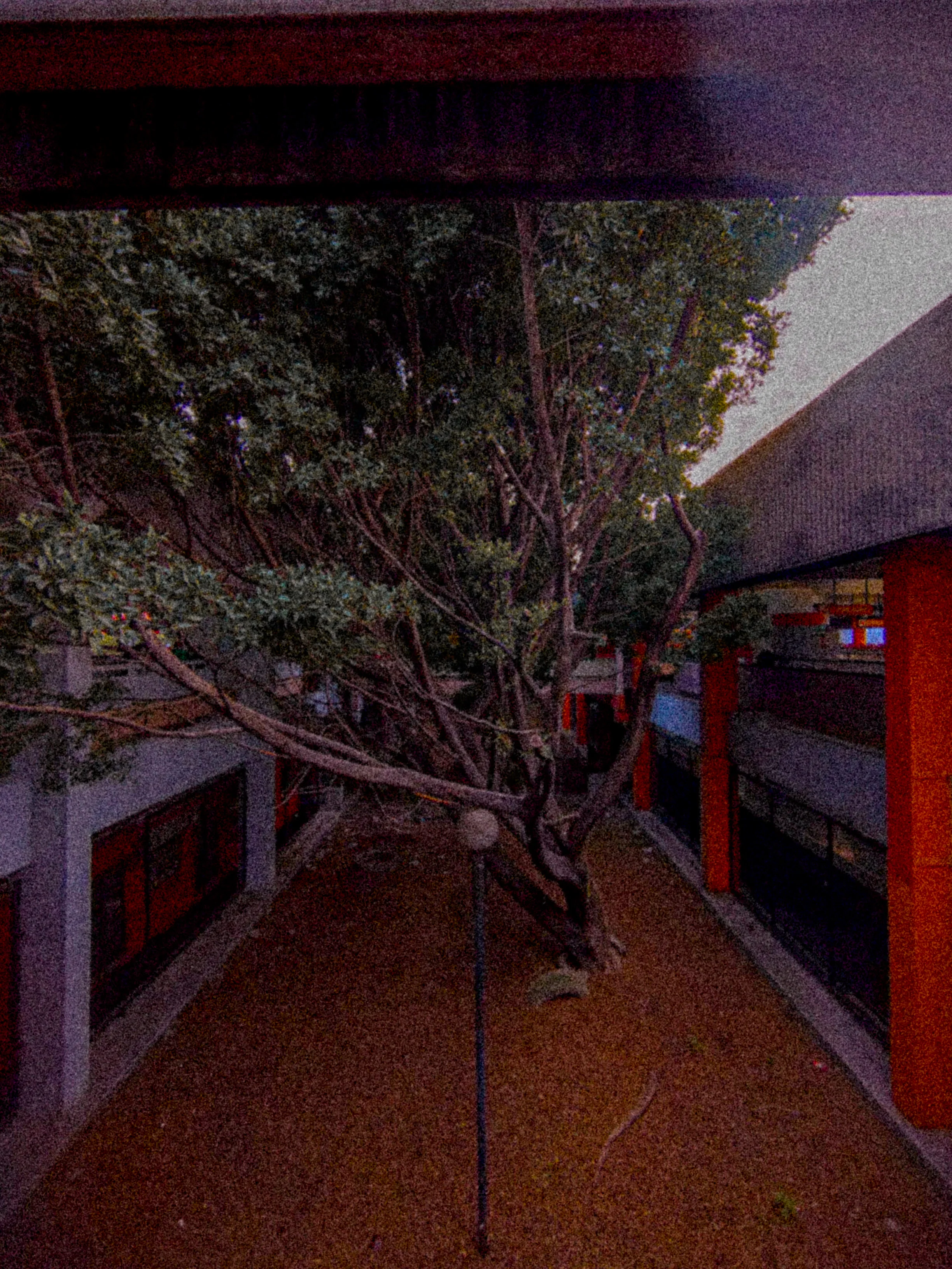 Descripción de la foto